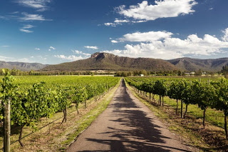 Vineyard