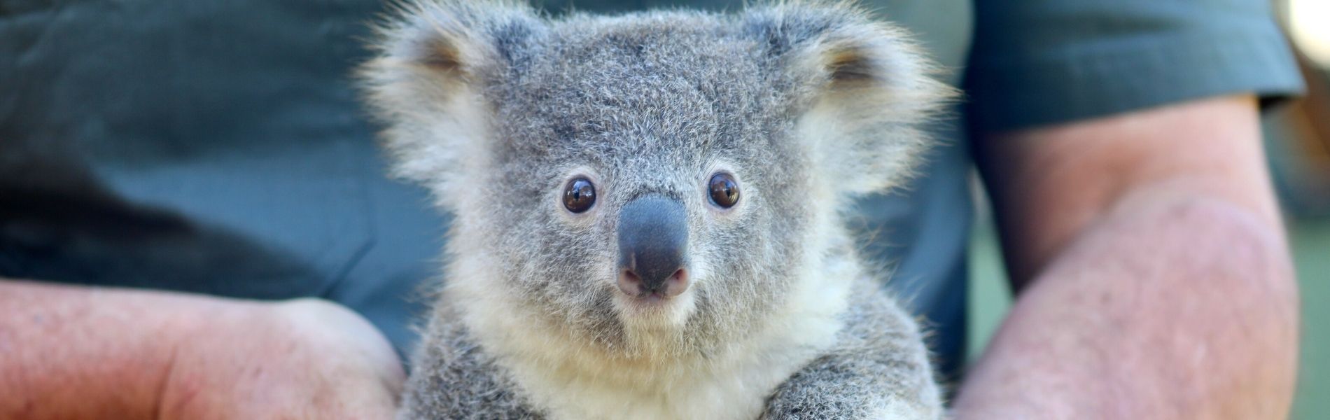 Australian Reptile Park