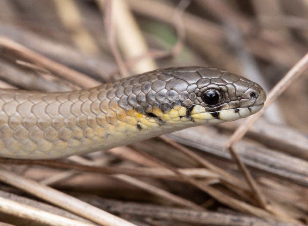 Hunter Valley legless lizard confirmed as new species 2NURFM