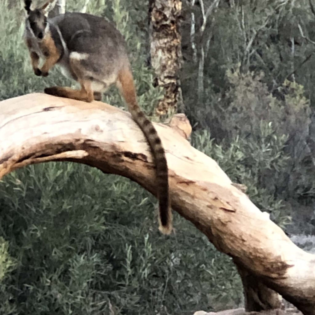 Yellow footed rock wallaby
