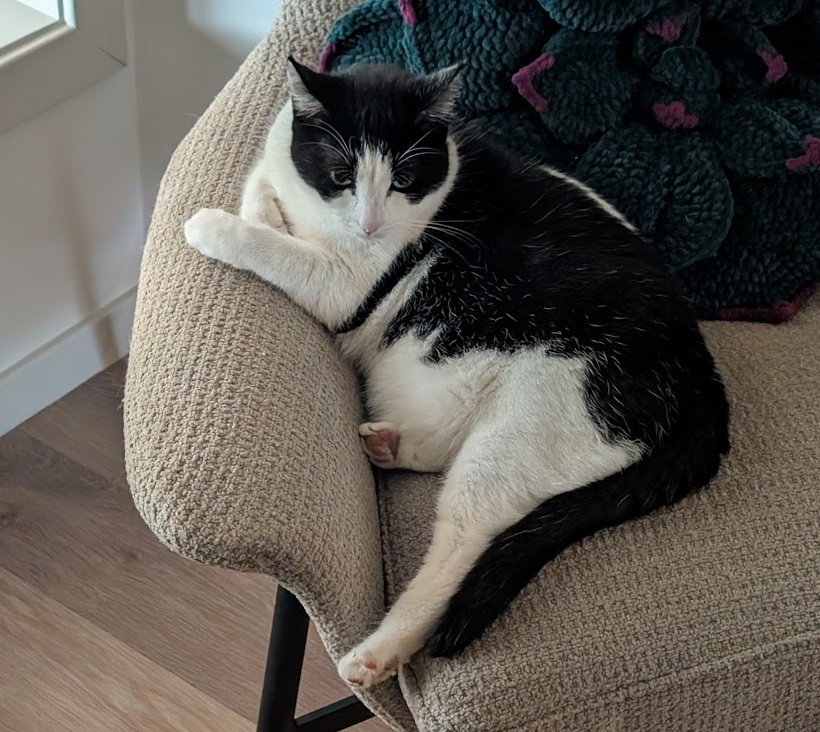 Photo of cat sitting on chair
