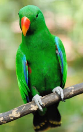 Parrot