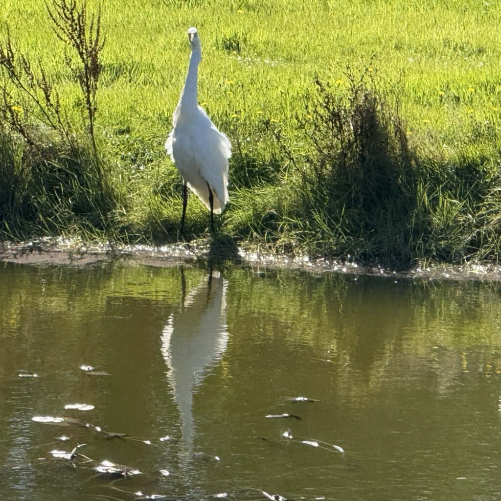Kutuku Heron
