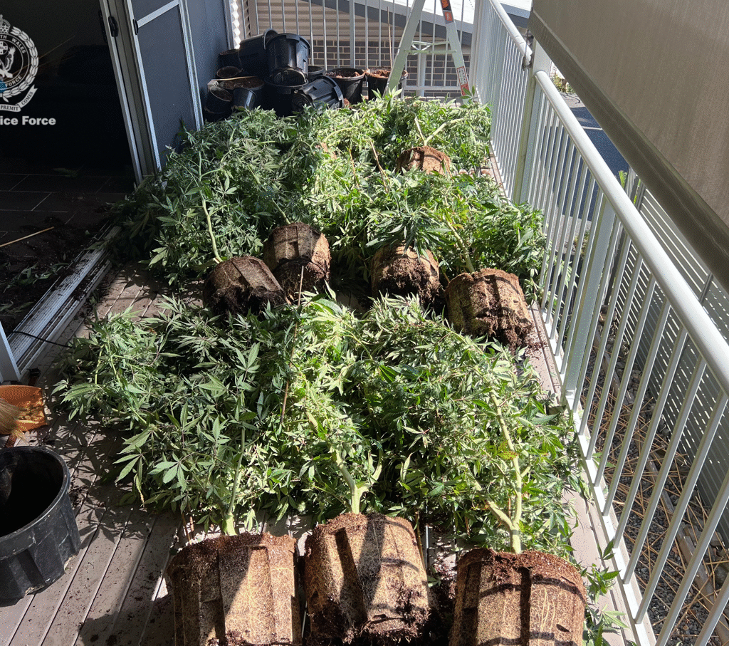 cannabis plant