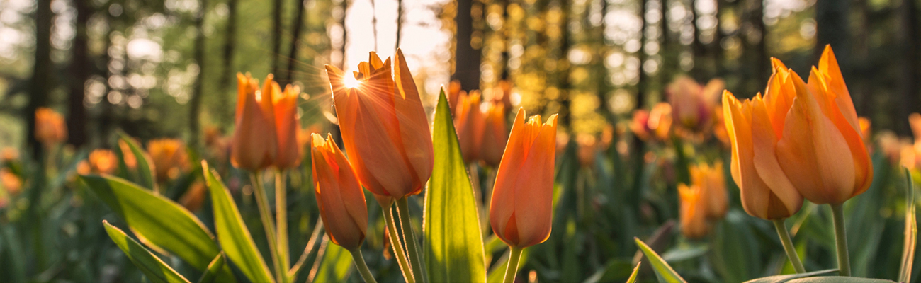 Gardening Talkback